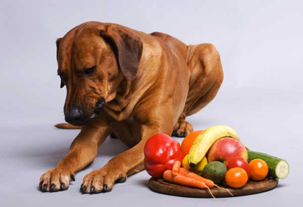 Healthy dog diet
