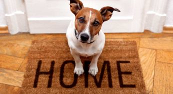 Yes! These Pet-Friendly Countries Send Open Invites To You And Your Pet