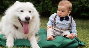Cynophobia Or Not; You Just Can’t Tolerate The Thought Of Dogs Around