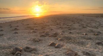 Konkan Turtle Festival 2015 – Keep An Eye On These Baby Turtles!