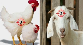 Oh My Goat!! What’s Your Take on the Little Expected Mutton Ban?