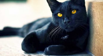 Indian Superstitions: Are They Absolutely Baseless Or Are There Any Scientific Facts Associated With Them?