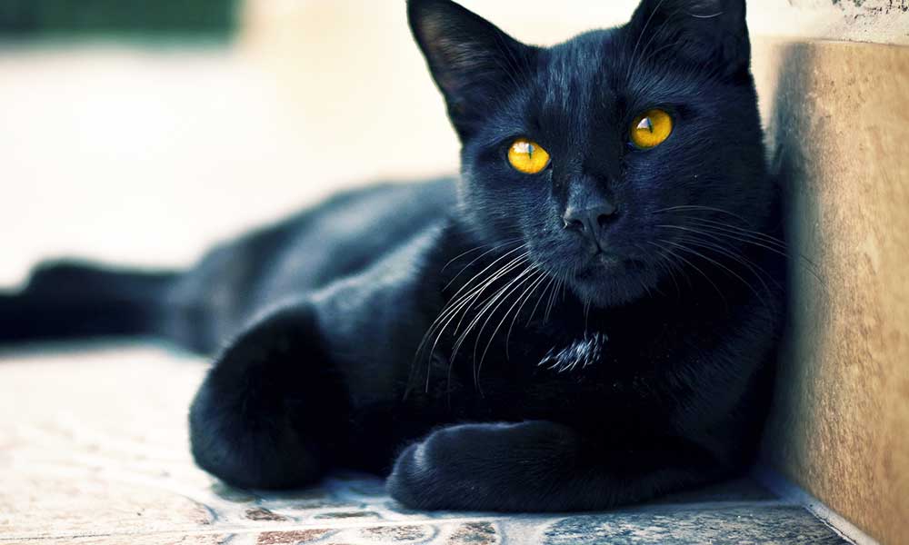 Black cat superstitions