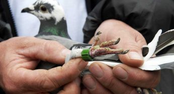 Pakistan Sends in Pigeon Infiltrators!!! India Boosts Up Security!!