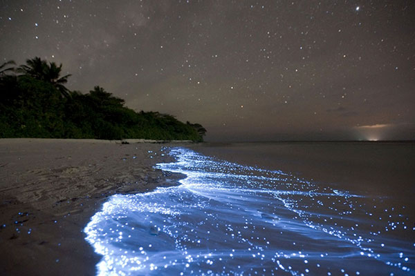 Sea-of-Stars-in-Vaadhoo-Maldives