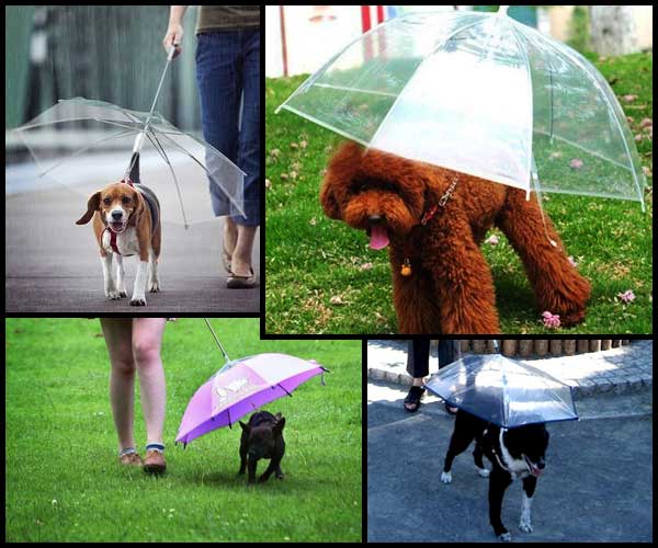 umbrella-pet
