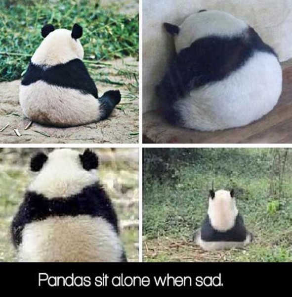 Pandas-Sit-Alone-When-Sad