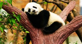 10 Fun Facts Of The Most Adorable Animal Panda Will Exclaim You For Sure