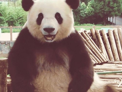 giphy-panda