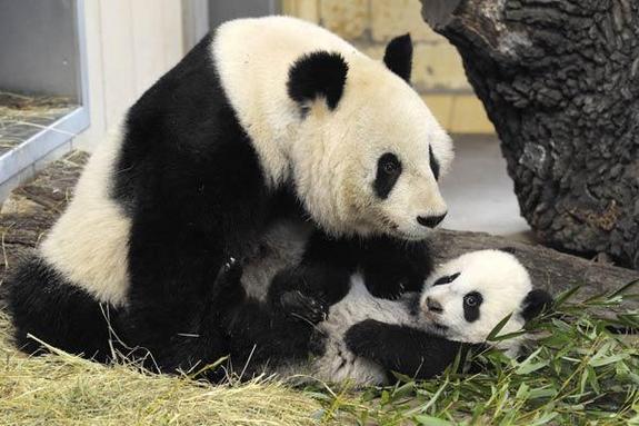 panda-bear-baby-mother2