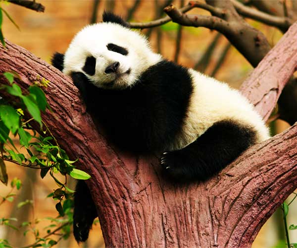 sleepy-panda_0