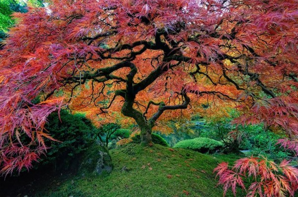 A Japanese maple tree, Oregon, USA