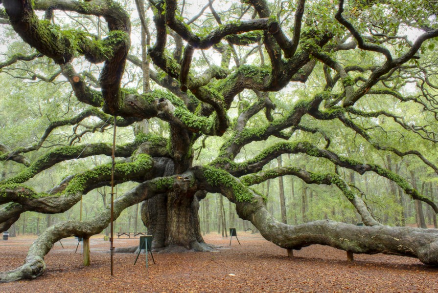 Angel Oak- Charleston