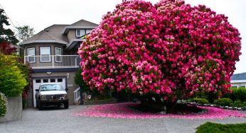 10 Oh So Beautiful Trees That Seem Like Paintings
