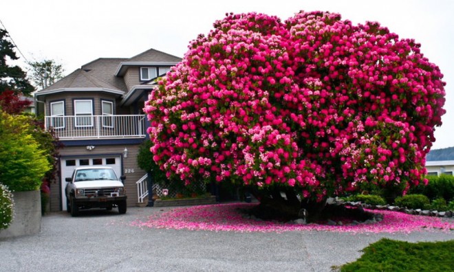 feature-beautiful-trees-660x396