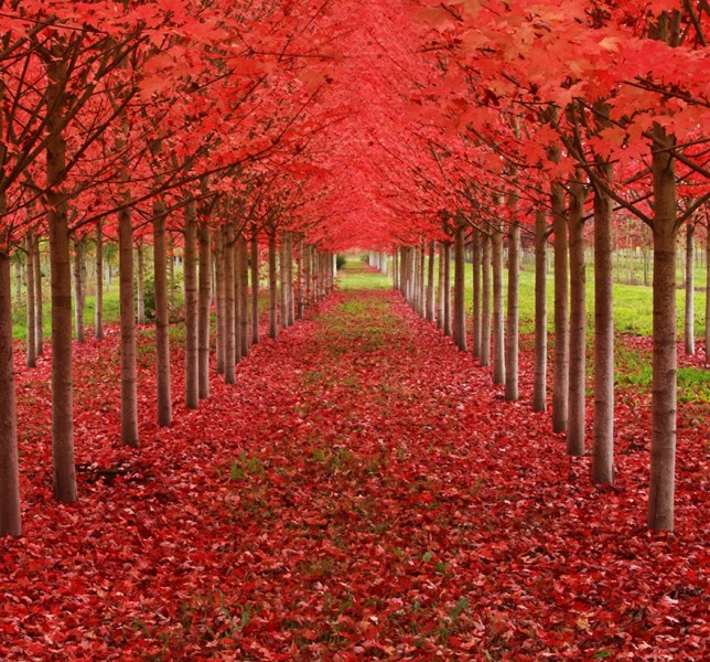 maple-trees-tunnel