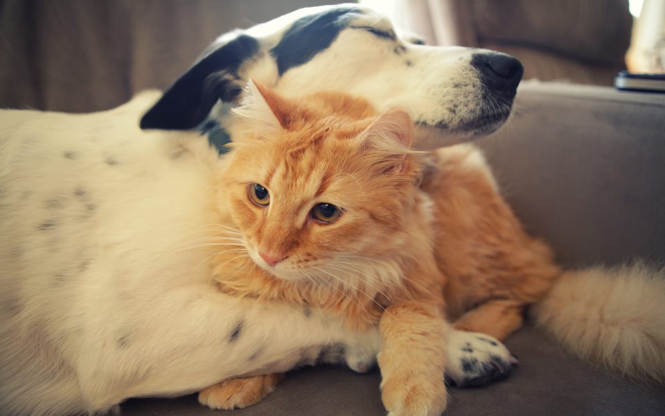6904649-cat-dog-hug