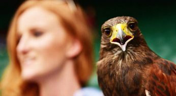 A Bird Is An Employee At The Wimbledon : He Has P.A. And An Official ID Card With Job Title