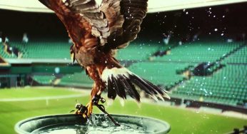 Must Watch: “Rufus The Harris Hawk”- This Bird Is An Employee At Wimbledon!