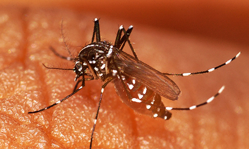 Prevent Yourself From Chikungunya
