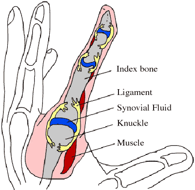 Knuckle Cracking