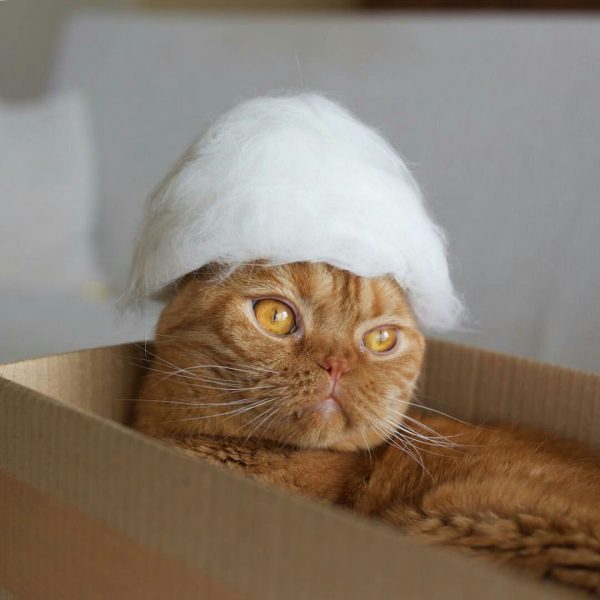 Cats In Hats