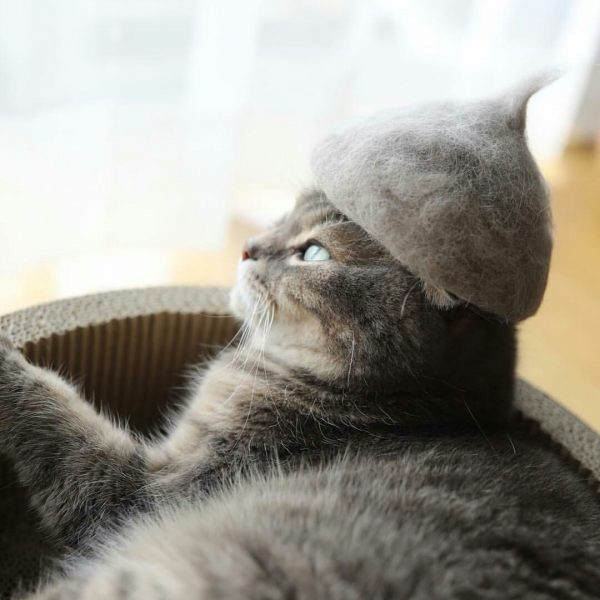 Cats In Hats