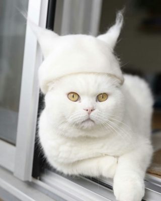 Cats in Hats