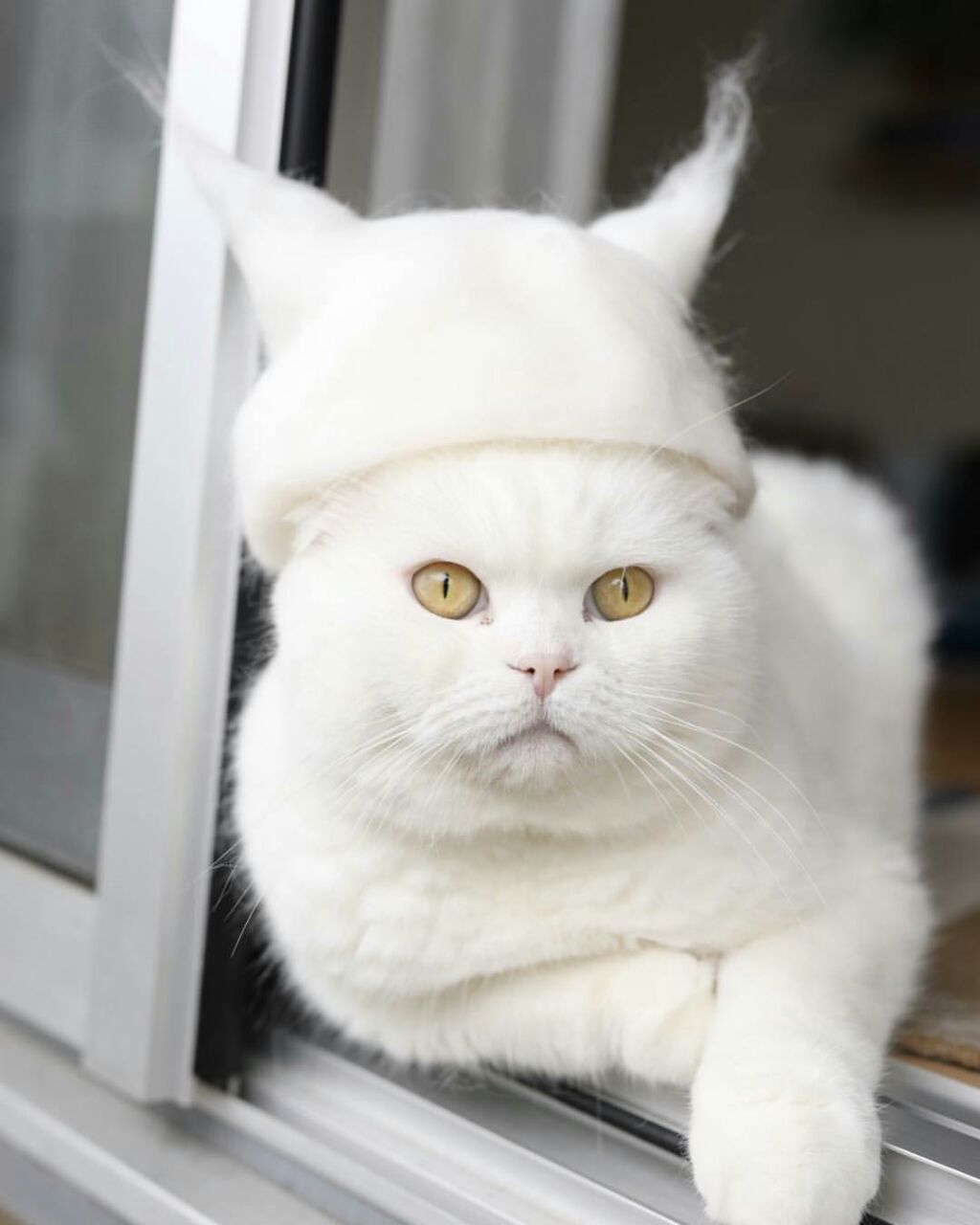 Check Out These Pictures Of Cats In Hats Made From Their Own Hair!