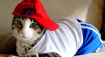 These Pictures Of Cats In Hats Made From Their Own Hair Is Something You Shouldn’t Miss Out On!