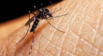 The Best Ways To Curb Signs Left By Mosquito Bites
