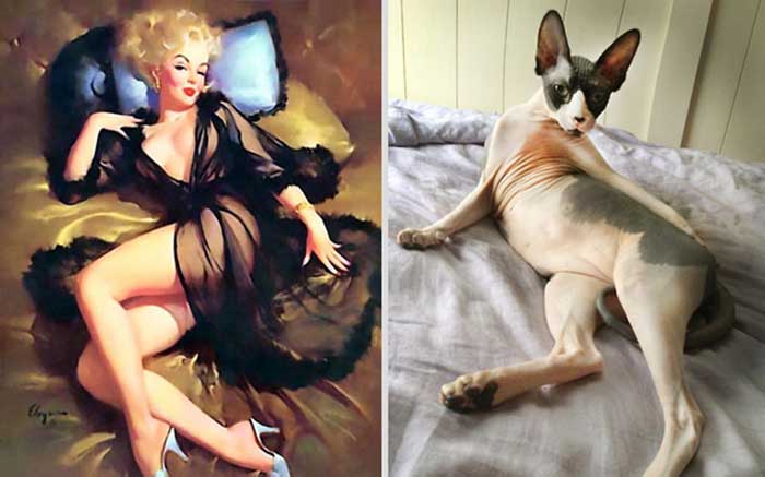 cats posed as girls