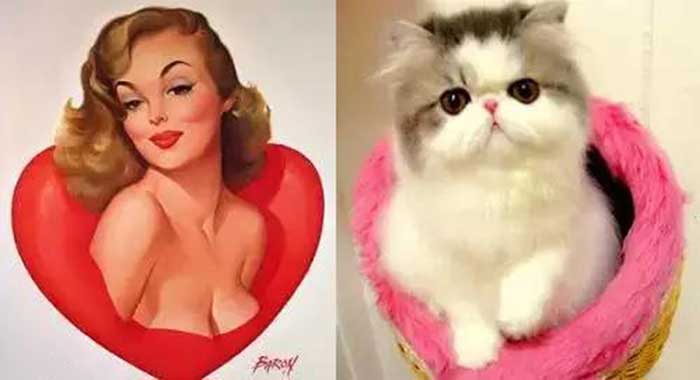 cats posed as girls