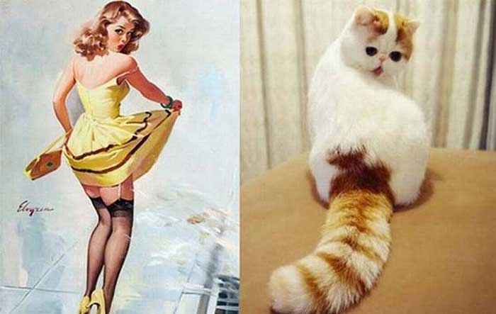 cats posed as girls