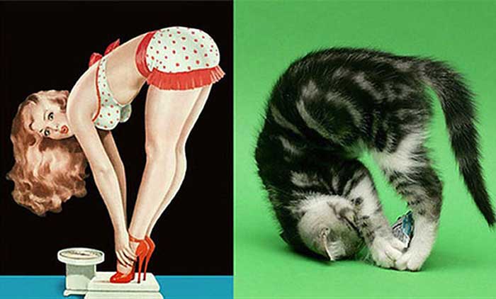 cats posed as girls