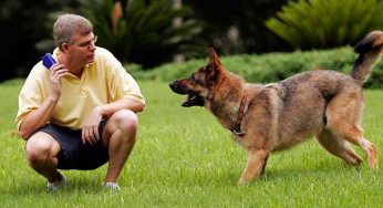 How To Train Your Dog Without Spending Money On Trainers