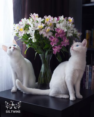 Cats With Heterochromatic Eyes