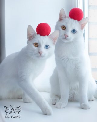 Cats With Heterochromatic Eyes