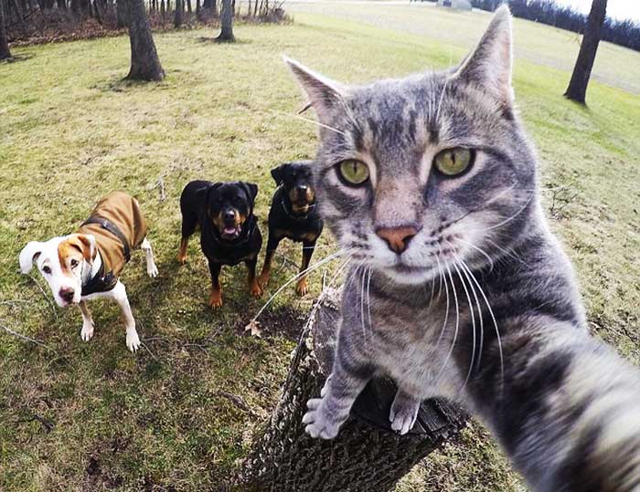 selfie addicted animals