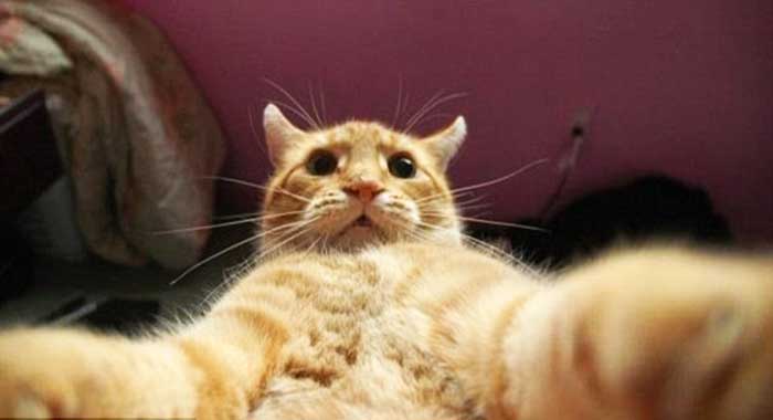 selfie addicted animals