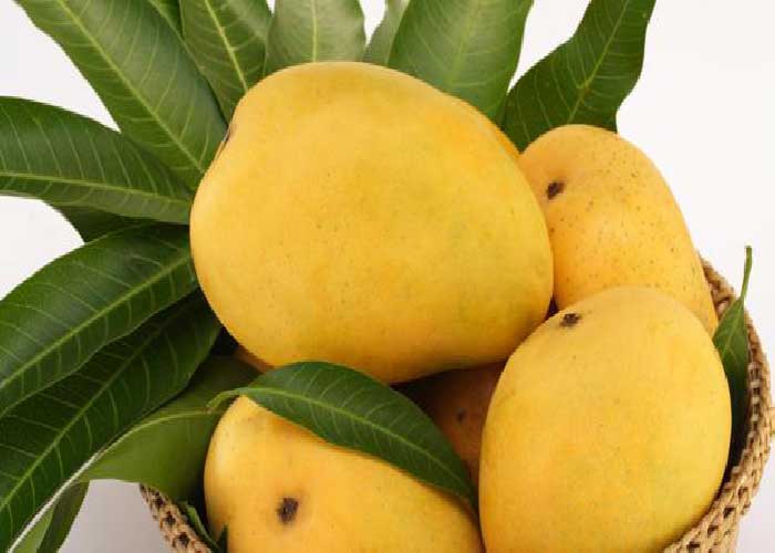 yummy tummy mangoes
