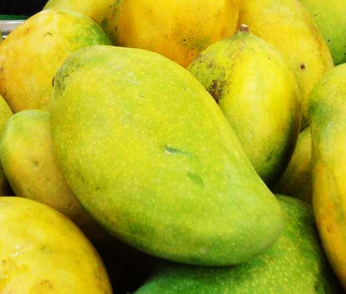 yummy tummy mangoes