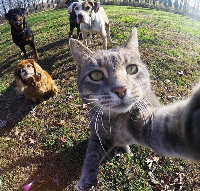 animal selfies