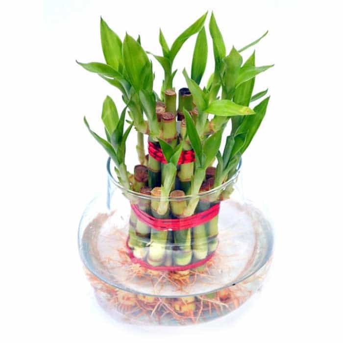 Auspicious vastu plants