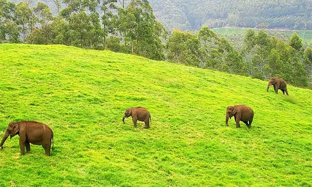 Munnar In Kerala