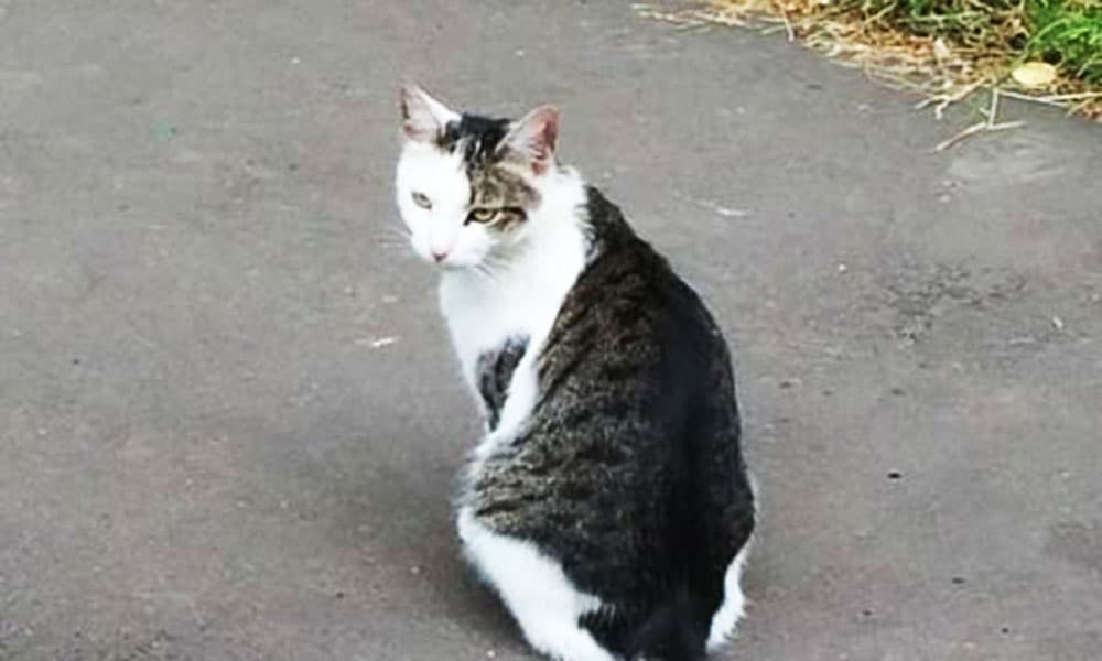 Cat With A Cat Spot On Back