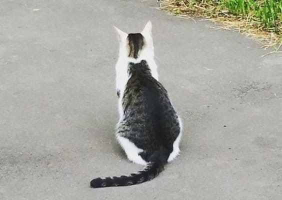 Cat With A Cat Spot On Back