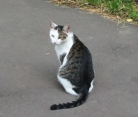 Cat With A Cat Spot On Back