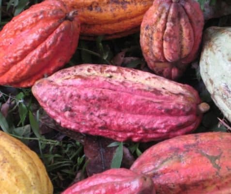 Pink Chocolate In The Market