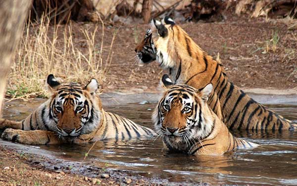 Wild life sanctuaries of India